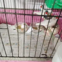 فنچ|پرنده|مشهد, نکاح|دیوار