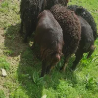 گوسفند قزل افشار