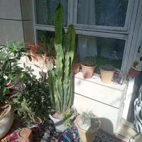 گل های خانگی آپارتمانی و کاکتوس