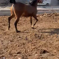 مادیان کرد مدارک دار نوه سهراب کرامانشاه|اسب و تجهیزات اسب‌سواری|تهران, آذری|دیوار