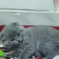 واگذاری گربه اسکاتیش