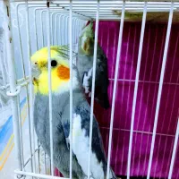 عروس هلندی و کوتوله برزیلی|پرنده|رضویه, |دیوار