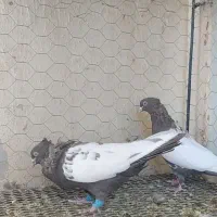 دو جفت سینه ای