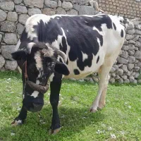 گاو آبستن ۶ماه سرحال و جوان روزی ۲۰ کیلو شیر