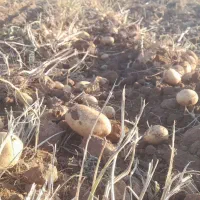 سیب زمینی تازه جلی