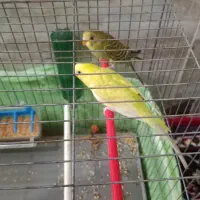 مرغ عشق زیبا