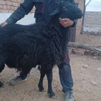 شیشک قوچ هترو
