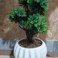 درختچه زیبا