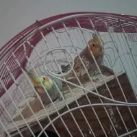 عروس هلندی نر و ماده