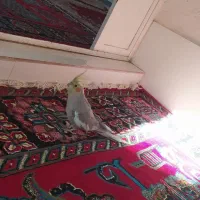 عروس هلندی ماده