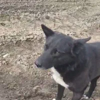 سگ گمشده