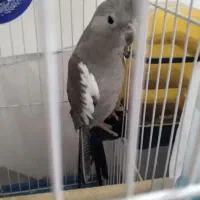 عروس هلندی ماده