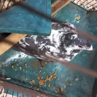 کفتر