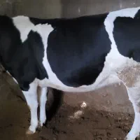 گاو یا گوساله|حیوانات مزرعه|دینور, |دیوار