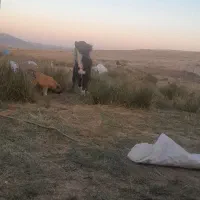 سگ قدردانی اصل|سگ|نورآباد ممسنی, |دیوار