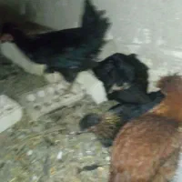 مرغ و چوری|حیوانات مزرعه|عسگران, |دیوار