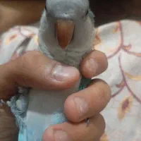 راهب ابی سخنگو|پرنده|تهران, آزادشهر|دیوار