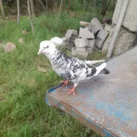 کبوتر نر