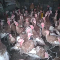 بوقلمون ارگانیک بوربون وبرنز|حیوانات مزرعه|کامیاران, |دیوار