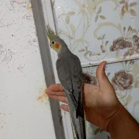 عروس هلندی