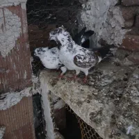 کبوتر