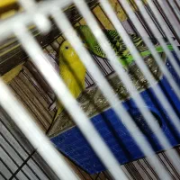 یک جفت مرغ عشق مولد|پرنده|هشتگرد, شهرک ولیعصر (مصلی)|دیوار