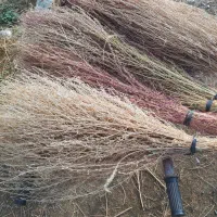جارو|جاروبرقی، جارو شارژی، بخارشو|سنقر, |دیوار