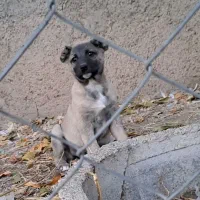 واگذاری توله سرابی|سگ|محمدیه-قزوین, |دیوار