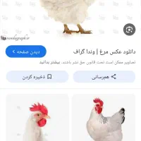 به کارگربازنشسته ماهر با سابقه مرغداری نیاز دارم