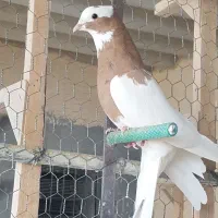 کفتر طوقی و شهری