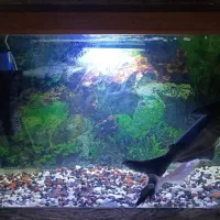 کوسه ماهی گیاهی ۳۳سانتی وآکواریوم ۶۰سانتی|ماهی|زاهدان, |دیوار