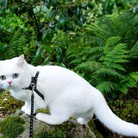 گربه نر زیبا