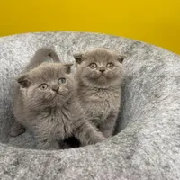 شهر گربه اسکاتیش خاکستری بلو|گربه|تهران, شهرک غرب|دیوار