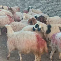 31میش داشتی جوان|حیوانات مزرعه|سبزوار, قصبه شرقی|دیوار