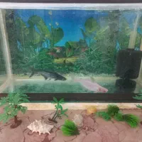 آکواریو و پن کوسه (فوری)