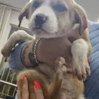 توله نگهبان بومی خراسان