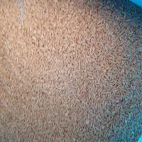 گندم بوجاری شده رقم هشترود|خوردنی و آشامیدنی|نظر کهریزی, |دیوار