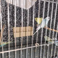 مرغ عشق رنگین کمانی|پرنده|قم, الوندیه و گذر صادق|دیوار