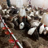 فروش جوجه بلدرچین یک روزه و تخم گذار