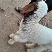 بره|حیوانات مزرعه|اهواز, پردیس|دیوار