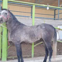 کشش اسب رایگان
