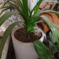 گل فروشی|گل و گیاه طبیعی|نیشابور, ده حلاج|دیوار