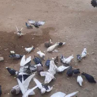 ذیل کبوتر بفروش میرسد