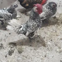 فروش سه مرغ سبرایت ویک خروس