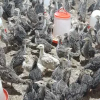 فروش جوجه بوقلمون یکماهه برنز .