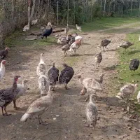 فروش بوقلمون و اردک اسرائیلی