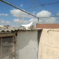 کبوتر|پرنده|تبریز, |دیوار