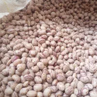 لوبیا چیتی بوجاری شده
