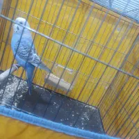 مرغ عشق زیبا نر با قفس