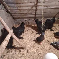 خروس سیاه ،،مرغ وخروس مرندی|حیوانات مزرعه|تنکابن, |دیوار